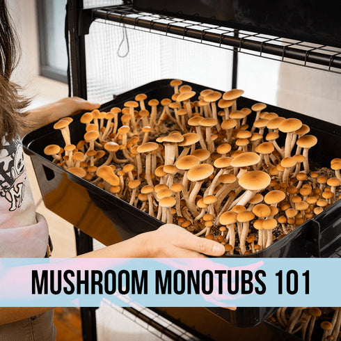 ONLINE EVENT: How to Grow Mushrooms in a Monotub + Q&A